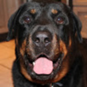 Meet your Posher, Bella